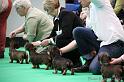 Crufts2011_2 1253